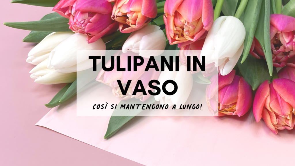 Tulipani in Vaso: Così si mantengono a lungo!