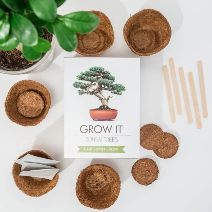 Grow It - il tuo albero bonsai fai da te